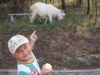 Child And Goat