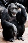 Schimpansen denken