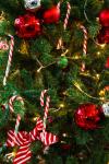 Natal detalhe da árvore