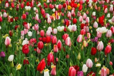 Kleurrijke tulpen