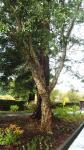 Cork Tree Landscape