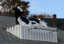 Koe op het dak
