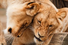 Cuddling leões