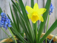 Daffodil und Traubenhyazinthen