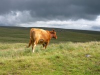 Dartmoor ganado