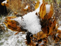 Capacul de plante moarte cu zăpadă