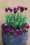 Profonde fleurs violettes dans un pot