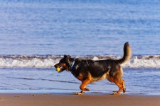 Câine pe plaja