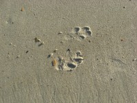 Собака печатает в песок