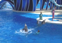 Espectáculo de delfines