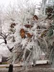 Kegel auf einem zugefrorenen Zweig