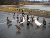 Canards dans le parc