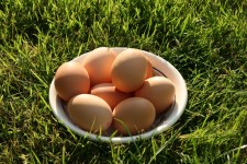 Le uova nel prato