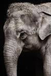 Elefánt portré