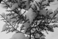 エバーグリーンと雪