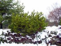 Evergreen keře ve sněhu