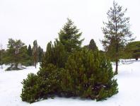 Vintergröna träd och buskar i Snow