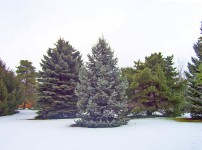 Jehličnatých stromů ve sněhu