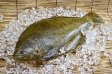 Flatfish (left‐eyed Flounder)