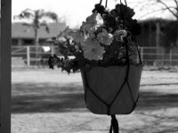 Flores em vaso de suspensão