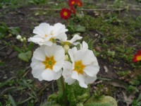 Květy bílé Primula