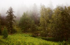 Brouillard dans la forêt