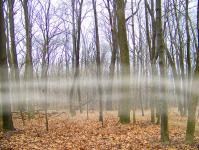 Mlha mezi stromy