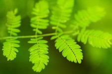 Färska gröna blad