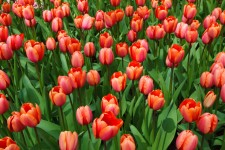 Fraîches tulipes rouges