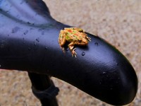Frog On Seat