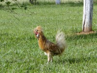 Horrified Rooster