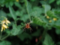 Araña de jardín en la Web