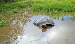 Tartaruga gigante na lagoa