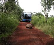 Óriás teknős az úton