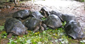 Гигантских черепах