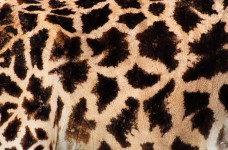 Giraf textuur
