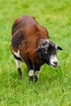Goat on grass