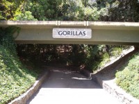 Gorilla Registrieren
