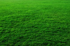 Grass bakgrund