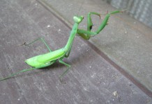 Grasshopper/Praying Mantis