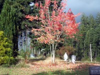 Hřbitov na podzim