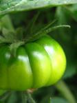 Zielony i żółty pomidor