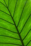 Groen blad detail