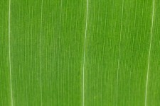 Gröna blad mönster