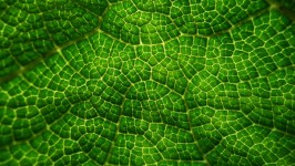Green feuilles