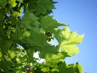 Groene Maple Leaves