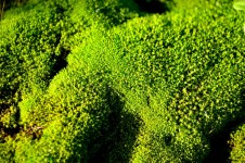 Grön mossa makro