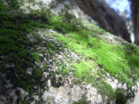 Green Moss On Rock