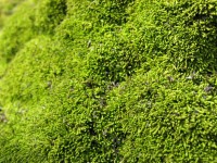Zelená Moss Textura