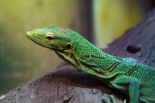 Verde reptile